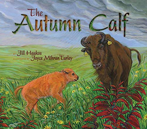 The Autumn Calf - 9981