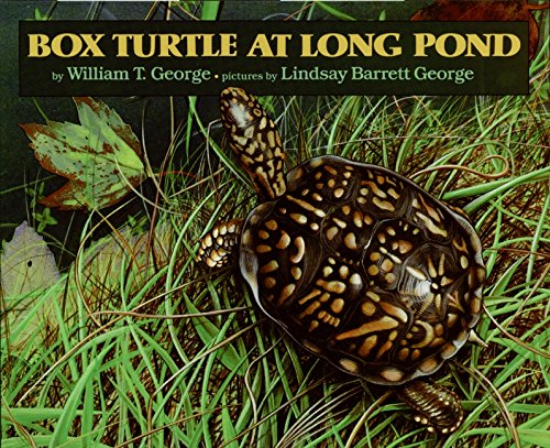 Box Turtle at Long Pond - 5469