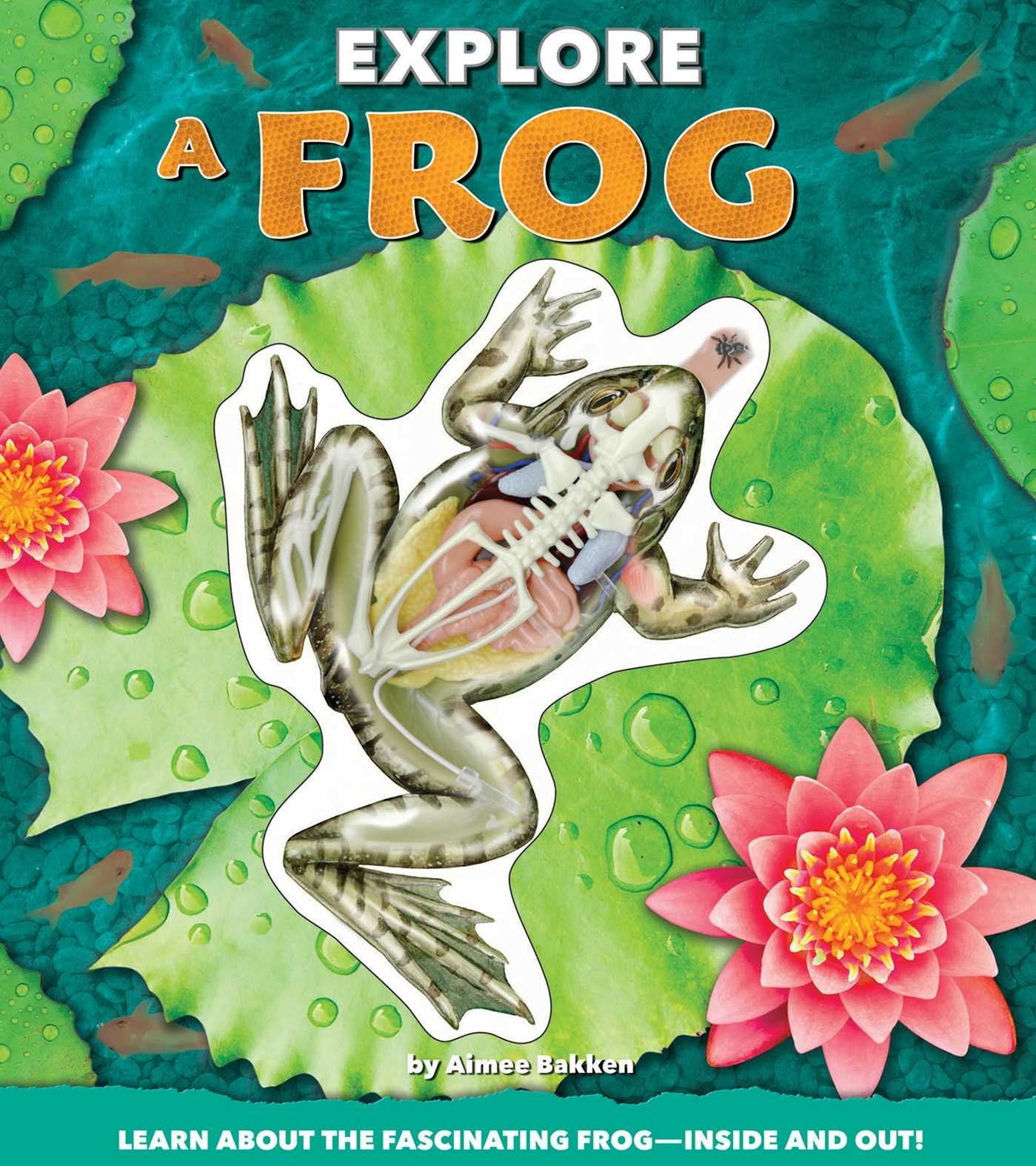 Explore a Frog - 6759