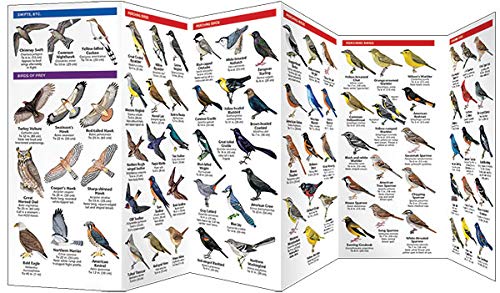 Nebraska Birds: A Folding Pocket Guide to Familiar Species (Wildlife and Nature Identification) - 9822