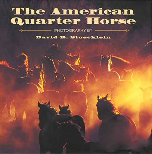 American Quarter Horse - 7206