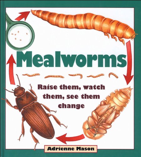 Mealworms: Raise them, watch them, see them change - 2590